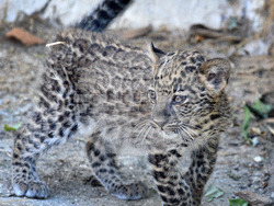 Варна - Зоопарк - нов обитател