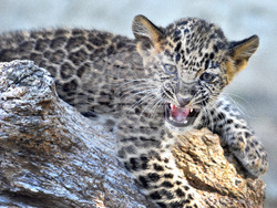 Варна - Зоопарк - нов обитател