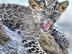 Варна - Зоопарк - нов обитател