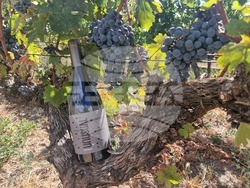 Село Оряховица - Винарска изба „Оряховица“