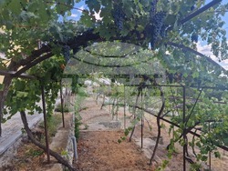 Село Оряховица - Винарска изба „Оряховица“