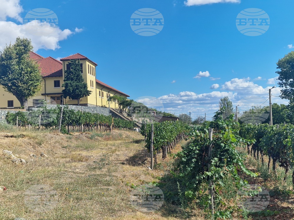 Oriachovitza Winery: Experimenting with New Wine Styles in Push for Innovation