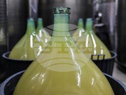 Село Брестовица - Винарна „Бендида"