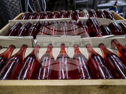 Село Брестовица - Винарна „Бендида"