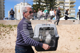 Uruguay Penguin Release
