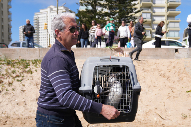 Uruguay Penguin Release