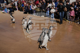Uruguay Penguin Release
