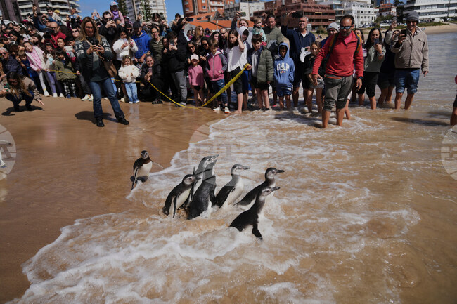 Uruguay Penguins
