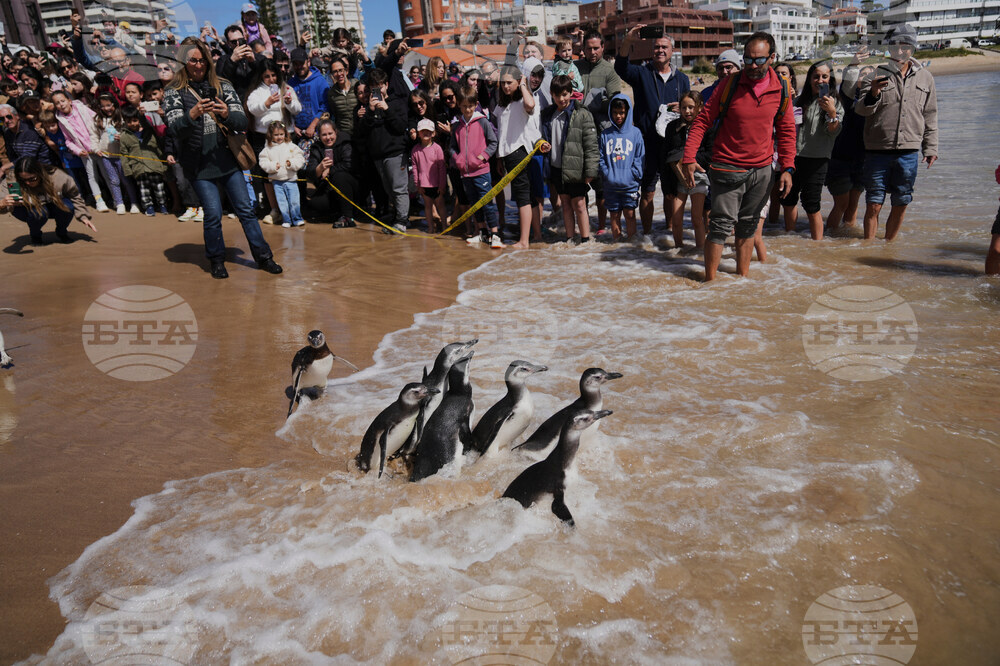 Uruguay Penguins