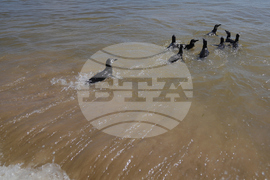 Uruguay Penguin Release