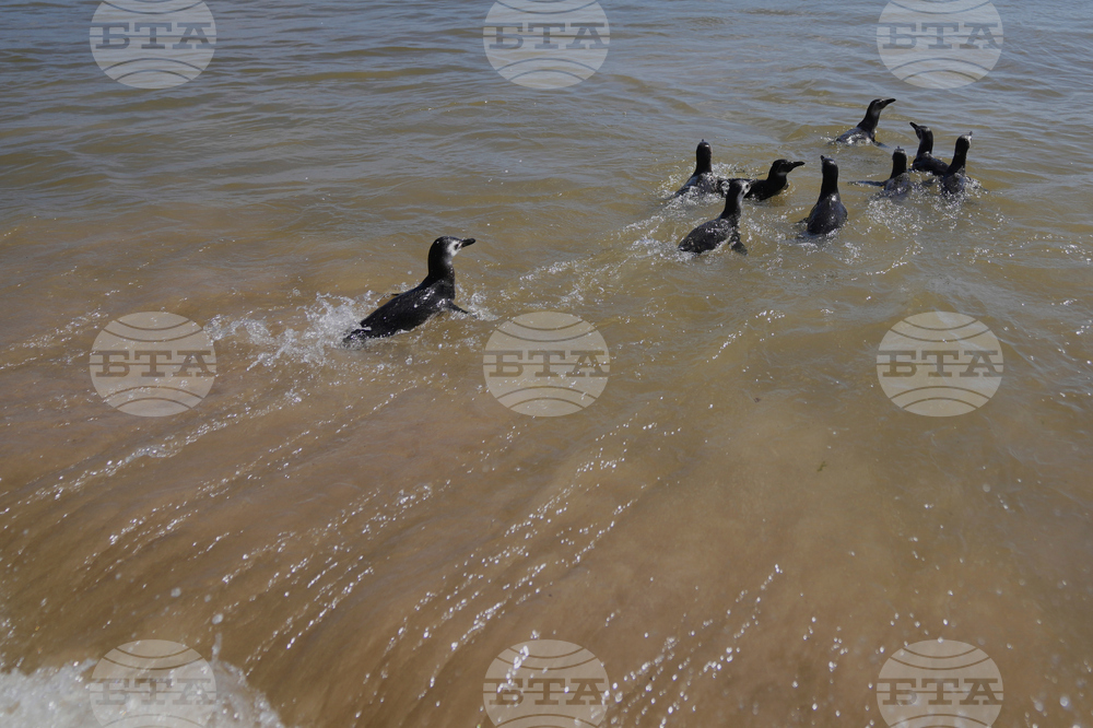 Uruguay Penguin Release