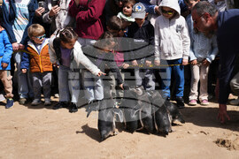 Uruguay Penguin Release