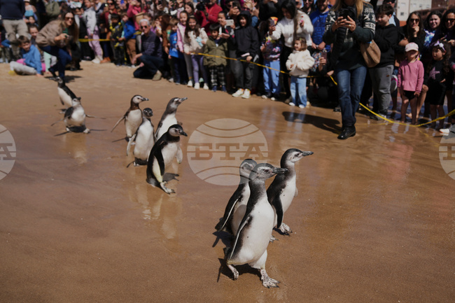 APTOPIX Uruguay Penguin Release