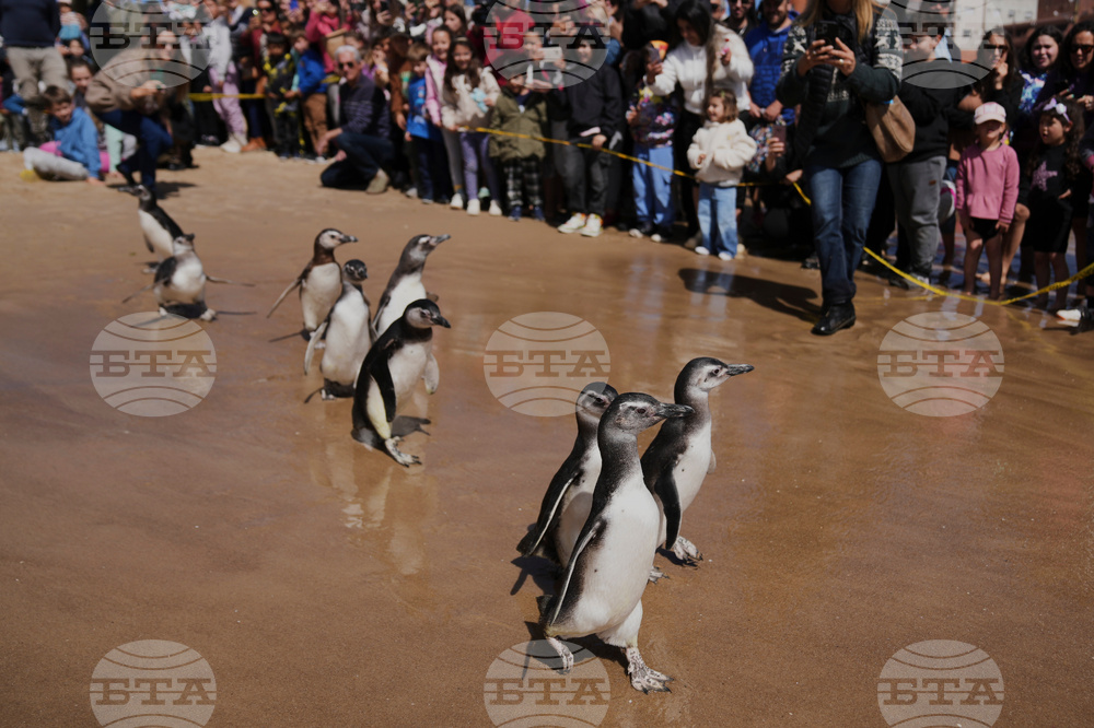 APTOPIX Uruguay Penguin Release