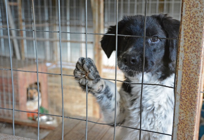 Община Варна търси ветеринар за приюта в с. Каменар