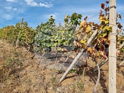 Село Боровци - винарна „Агрофитнес“