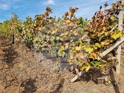 Село Боровци - винарна „Агрофитнес“