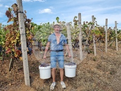 Село Боровци - винарна „Агрофитнес“