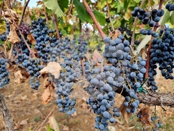 Село Боровци - винарна „Агрофитнес“