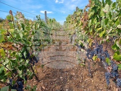 Село Боровци - винарна „Агрофитнес“