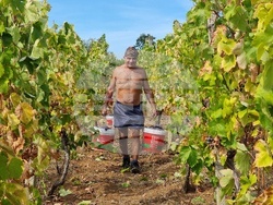 Село Боровци - винарна „Агрофитнес“