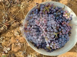 Село Боровци - винарна „Агрофитнес“