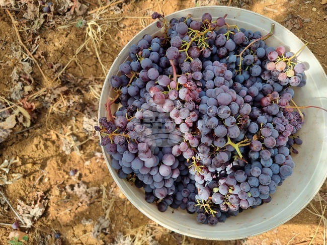 С над 45 млн. лева са подпомогнати пчелари и лозаро-винари у нас през финансовата 2025 година