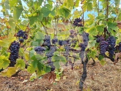 Село Боровци - винарна „Агрофитнес“