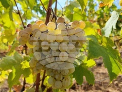 Село Боровци - винарна „Агрофитнес“