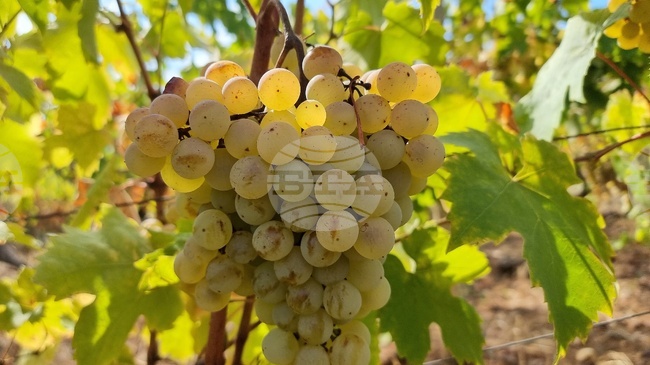 Лозарите получиха над 2 млн. лева за борба с вредителите