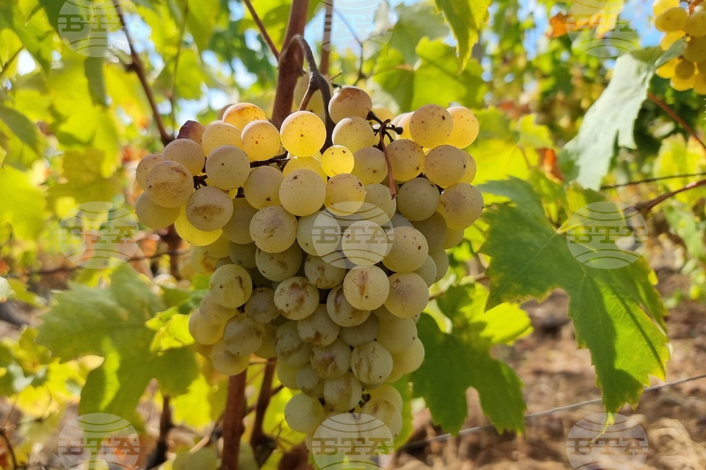 Лозарите получиха над 2 млн. лева за борба с вредителите