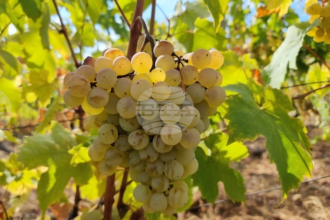 Лозарите получиха над 2 млн. лева за борба с вредителите