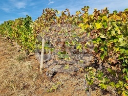 Село Боровци - винарна „Агрофитнес“