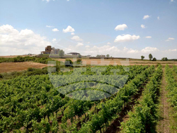 Нова Загора - винарска изба „Едоардо Миролио“