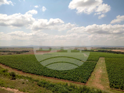 Нова Загора - винарска изба „Едоардо Миролио“