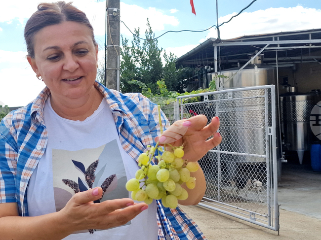 Изба "Коларово" е сред малкото у нас, които произвеждат вино от сорта Пети вердо, каза за БТА собственикът и технолог Илиана Коева