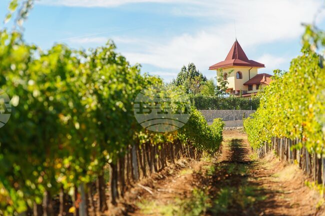 Rupel Winery: Strong Harvest amid Drought