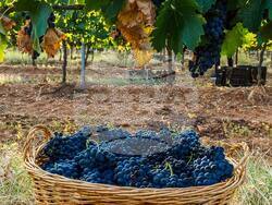 Село Долно Спанчево - винарска изба "Рупел"