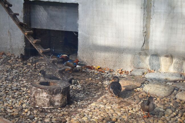 Зоокътът в Разград се сдоби с нови обитатели - 12 водоплаващи птици