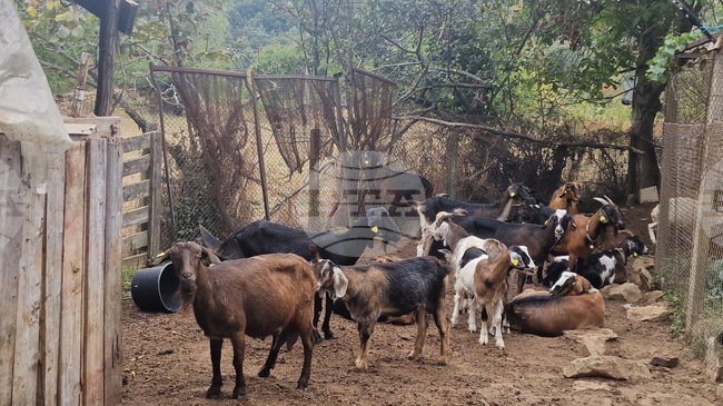 Ставката по интервенцията за Преходна национална помощ за овце майки и кози майки, обвързана с производството, за Кампания 2025 г. е 41,07 лева
