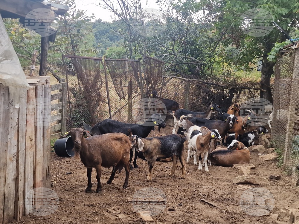 Ставката по интервенцията за Преходна национална помощ за овце майки и кози майки, обвързана с производството, за Кампания 2025 г. е 41,07 лева