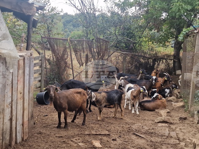 Ставката по интервенцията за Преходна национална помощ за овце майки и кози майки, обвързана с производството, за Кампания 2025 г. е 41,07 лева