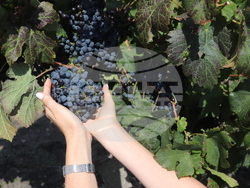 Бургас - Винарска изба "ДиВес Естейт"