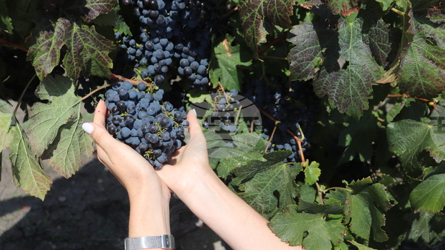 Водещи компании от стъкларската промишленост ще представят тенденциите в дизайна на бутилки и опаковки на „Винария“ 2026 в Пловдив през февруари