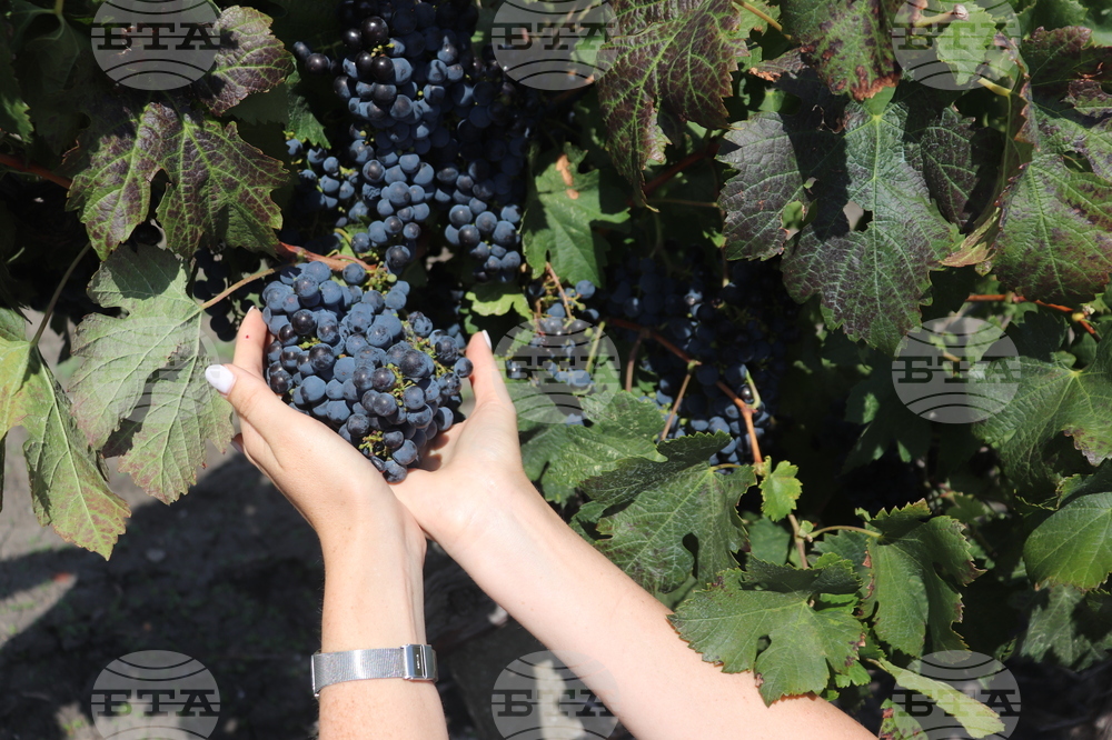 Водещи компании от стъкларската промишленост ще представят тенденциите в дизайна на бутилки и опаковки на „Винария“ 2026 в Пловдив през февруари