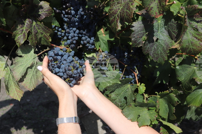 Водещи компании от стъкларската промишленост ще представят тенденциите в дизайна на бутилки и опаковки на „Винария“ 2026 в Пловдив през февруари