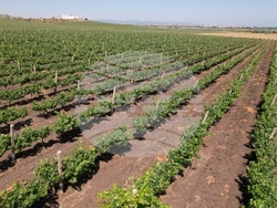 Бургас - Винарска изба "ДиВес Естейт"