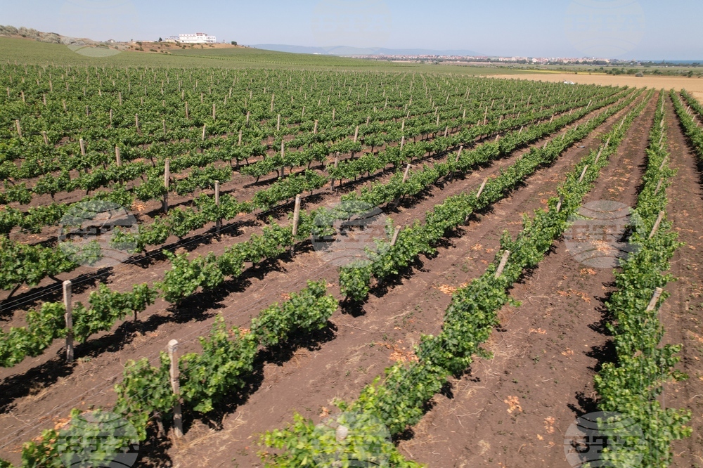 Бургас - Винарска изба "ДиВес Естейт"