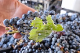 Село Меден кладенец - винарна „Вила Меден“