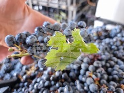 Село Меден кладенец - винарна „Вила Меден“